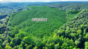 Timber Land for Sale in Alabama